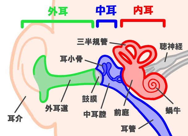 イラストで解説 人工内耳とは 仕組みと手術方法とかかる費用について Oh みみなび